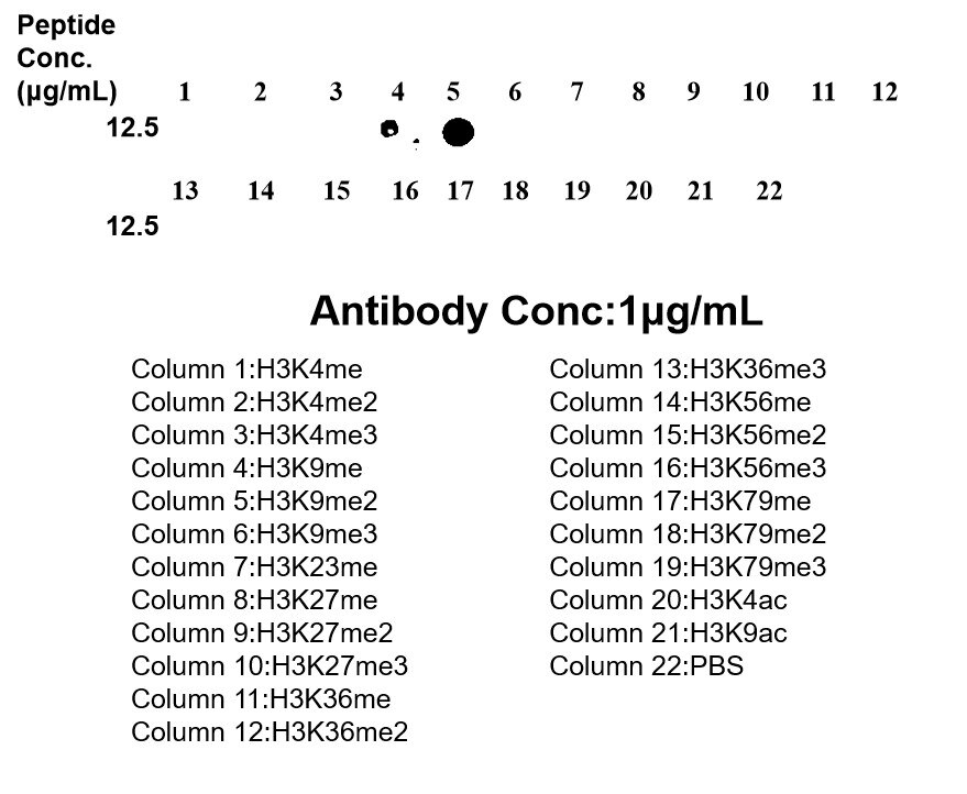 Dot Blot experiment of / using Mono/Di-Methyl-Histone H3 (Lys9) Recombinant monoc (86990-1-RR)